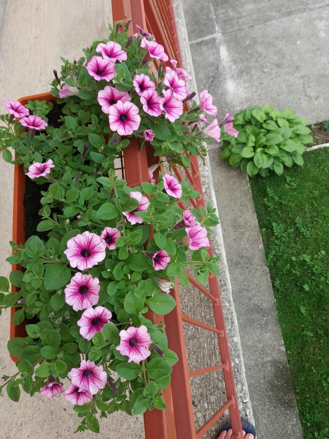Apartments Mirkovic Cetinje Luaran gambar